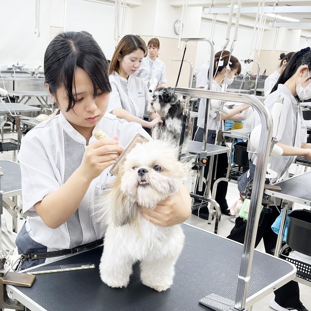 ☆学校犬と一緒にトリミング実習☆
